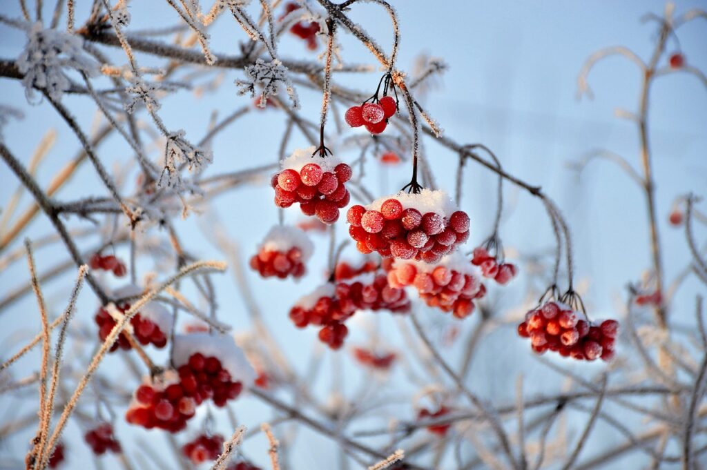 viburnum, red berries, fruit, branches, frost, nature, snow, season, wintry, winter, frost, snow, winter, winter, winter, winter, winter